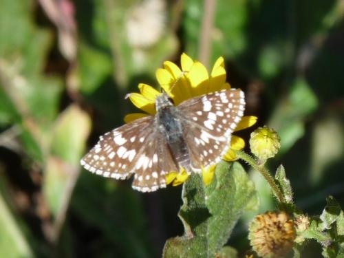 Burnsius communis